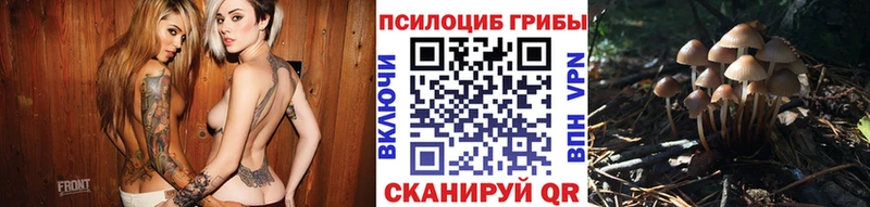 купить   Фрязино  Псилоцибиновые грибы Psilocybine cubensis 